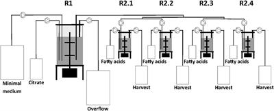 Influence of Unusual Co-substrates on the Biosynthesis of Medium-Chain-Length Polyhydroxyalkanoates Produced in Multistage Chemostat